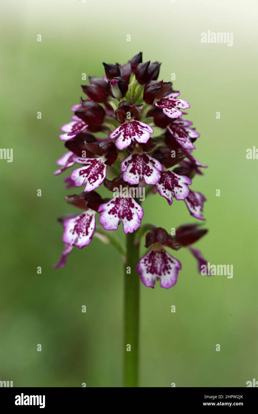 Lady Orchid, Orchis purea, (P. Orchis pourpre), Aude, Francia Foto Stock