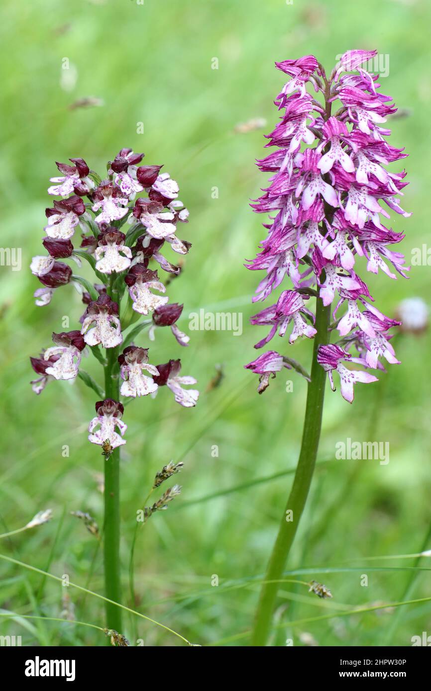 lady Orchid (a sinistra) e Military x Lady Orchid ibrido (a destra), Orchis x Hybrid, Aude, Francia Foto Stock