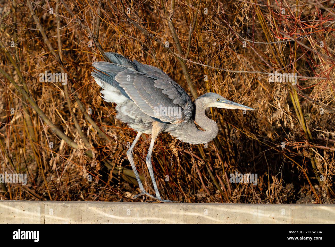 Un Great Blue Heron solleva la sua parte posteriore lasciando le sue piume piuttosto soffici depositarsi dopo un lungo tratto. Vista da vicino con rosso Winter shrubbery. Foto Stock