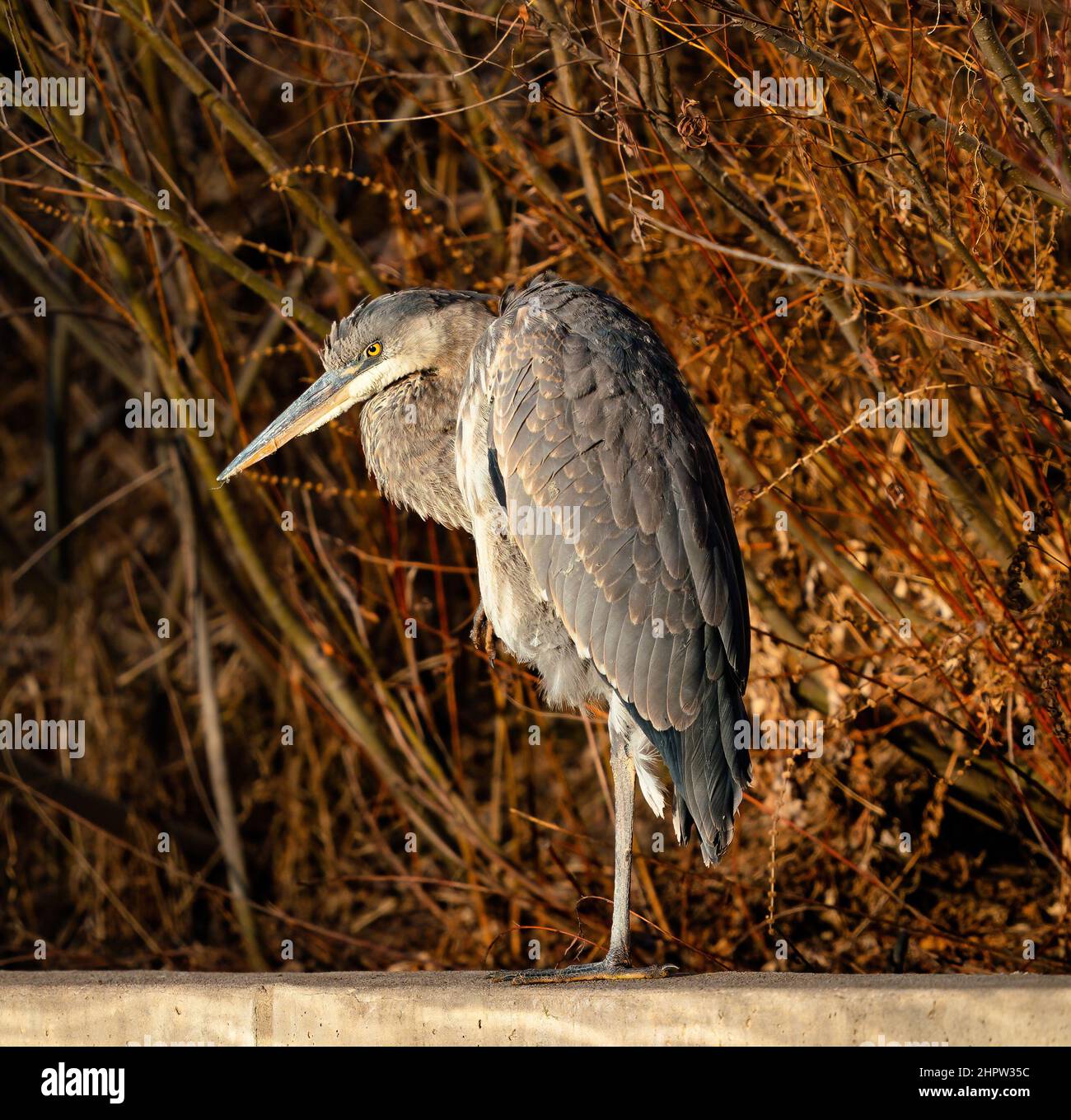 Ritratto da primo piano di un Great Blue Heron che si posa su una sporgenza con uno sfondo rossastro di alberi naturali invernali e arbusti. Foto Stock