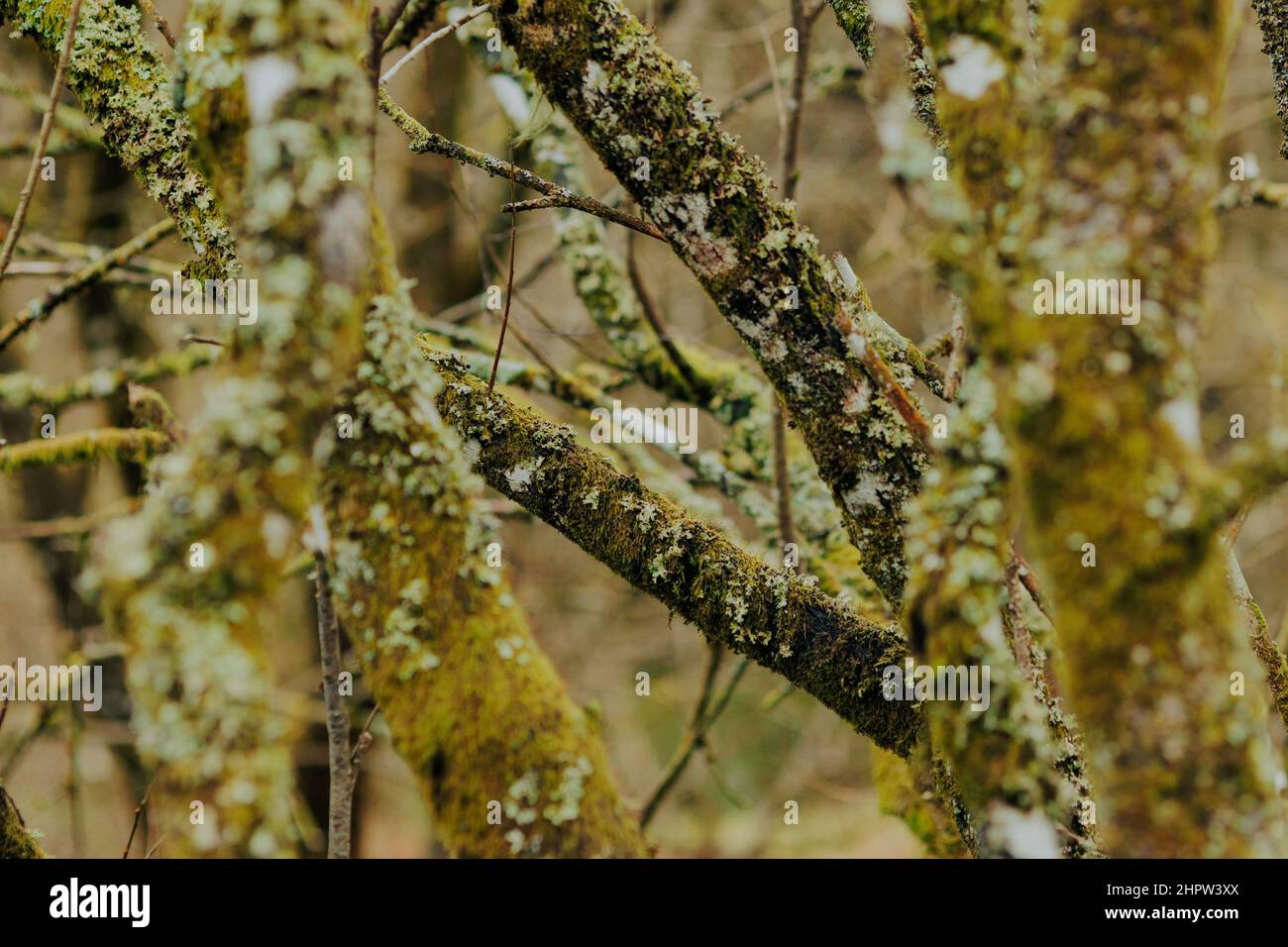 Tronchi di albero coperti di muschio verde in inverno. Freddo e moody Foto Stock