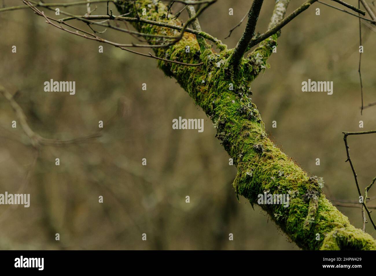 Tronchi di albero coperti di muschio verde in inverno. Freddo e moody con spazio di copia Foto Stock