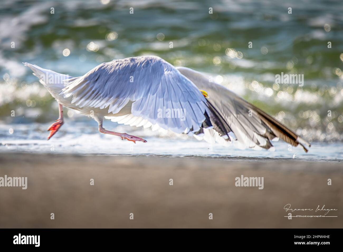 Borde de mer, Goéland dans le chenal de la baie de Somme Foto Stock