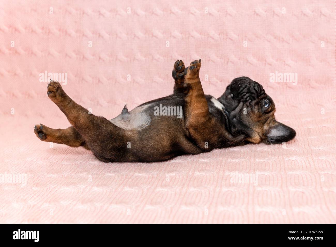 Divertente cucciolo di cane da bulldog francese che giace sul retro a casa Foto Stock