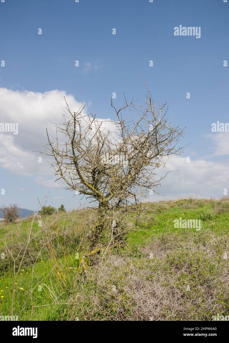 albero solitario asciutto su una collina verde Foto Stock