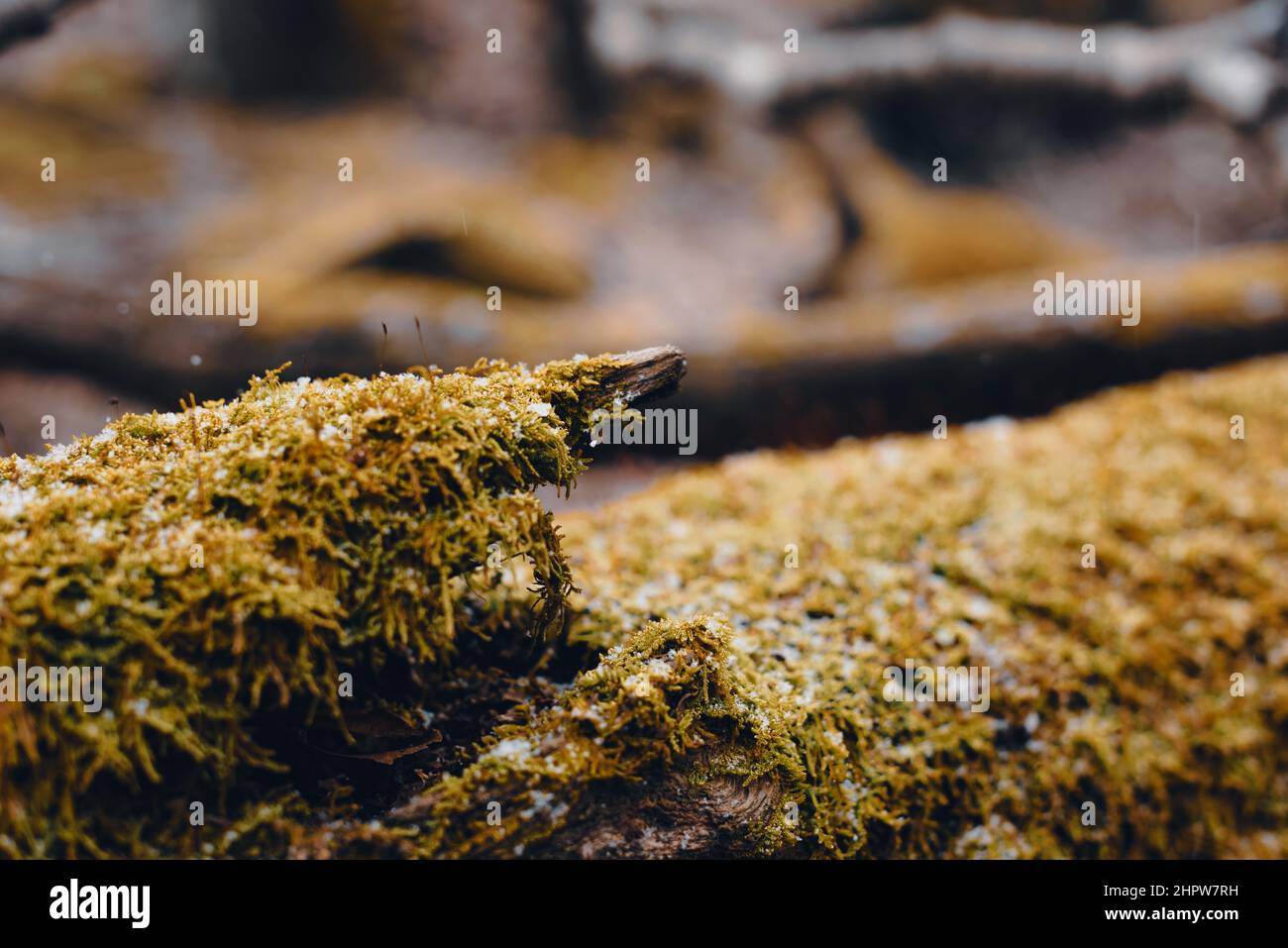 muschio sul log in foresta di colore verde e giallo Foto Stock