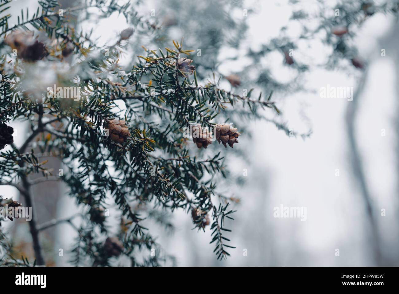 coni di pino su alberi in inverno con toni di neve e moody Foto Stock