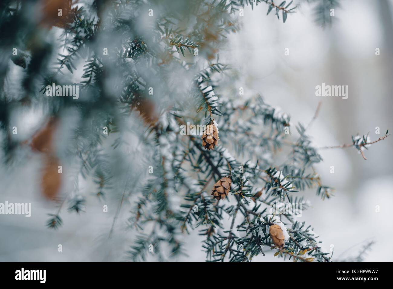 ramo di albero coperto di neve in inverno con coni di pino Foto Stock