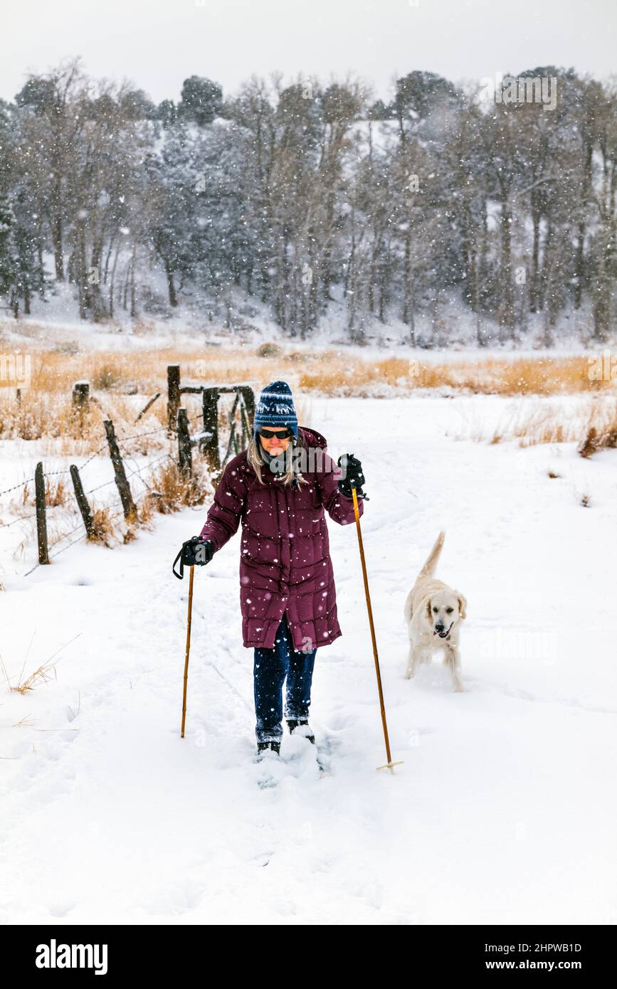 Donna anziana sci di fondo con il cane Golden Retriever colorato platino; Vandaveer Ranch; Salida; Colorado; USA Foto Stock