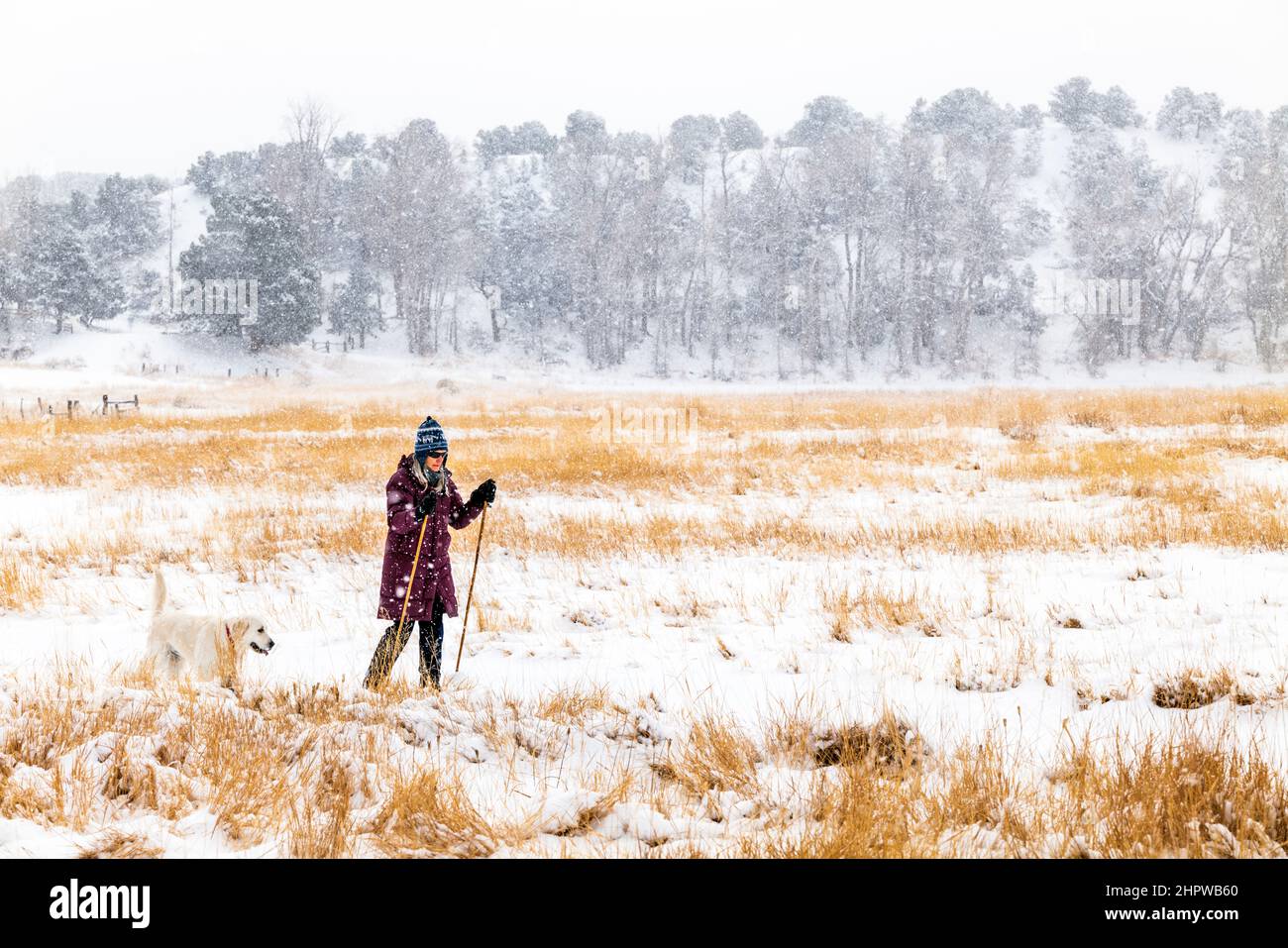 Donna anziana sci di fondo con il cane Golden Retriever colorato platino; Vandaveer Ranch; Salida; Colorado; USA Foto Stock