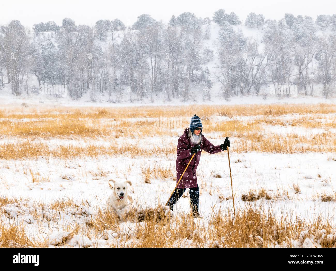 Donna anziana sci di fondo con il cane Golden Retriever colorato platino; Vandaveer Ranch; Salida; Colorado; USA Foto Stock
