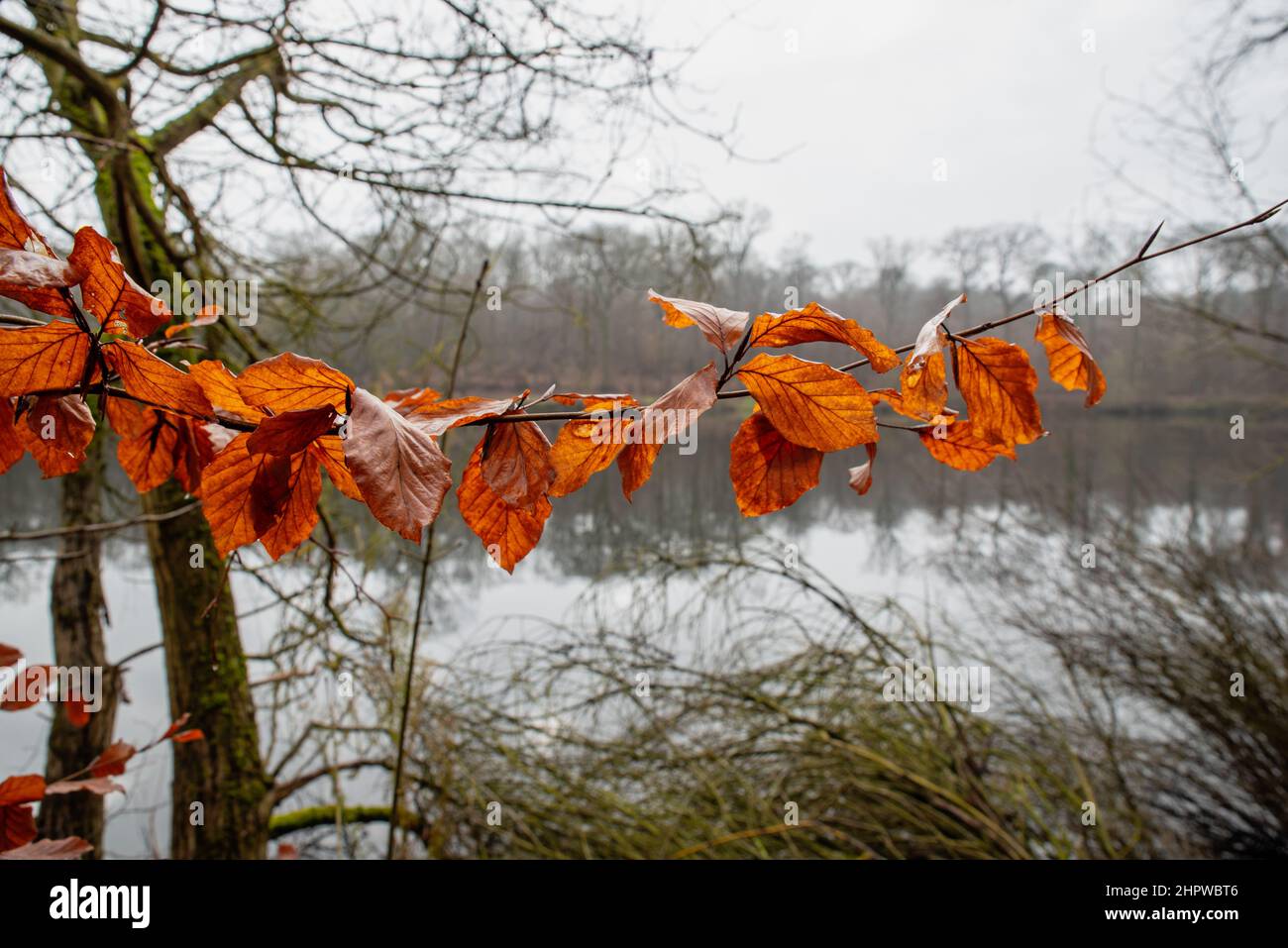 Primo piano foglie di betulla durante l'autunno nella foresta francese di Meudon, uno stagno sullo sfondo Foto Stock