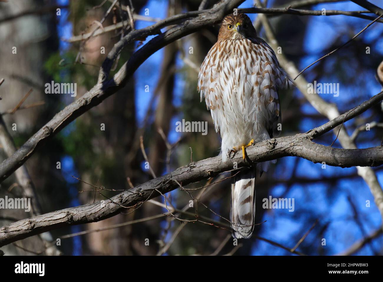 Selettivo di un piccolo sparrowhawk (Accipiter minullus) su un ramo Foto Stock