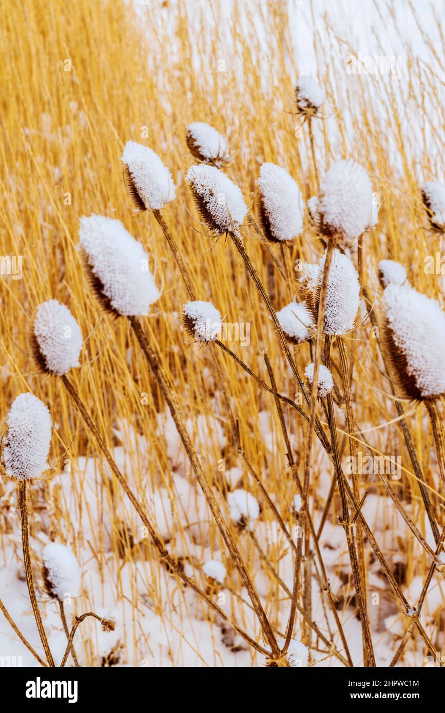 Cattails lungo il South Arkansas River in fresca tempesta di neve invernale; Vandaveer Ranch; Salida; Colorado; USA Foto Stock