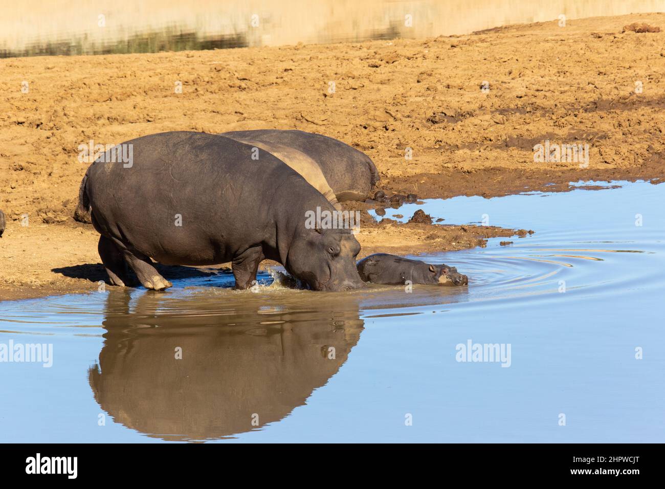 l'ippopotamo con la madre entra nel fiume Foto Stock