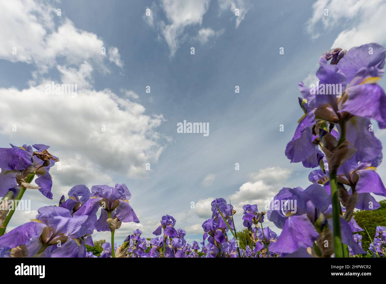 I gigli sono fiori monocotiledoni con fiori grandi e vistosi, e la pianta che li porta è chiamata anche questo. Essi appartengono preferibilmente all'Iri Foto Stock