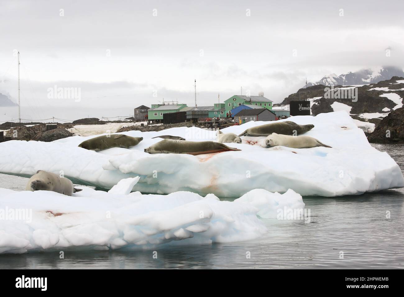 Foche sul ghiaccio vicino alla base di ricerca di Vernadsky, Isola di Galindes, Antartide. Foto Stock