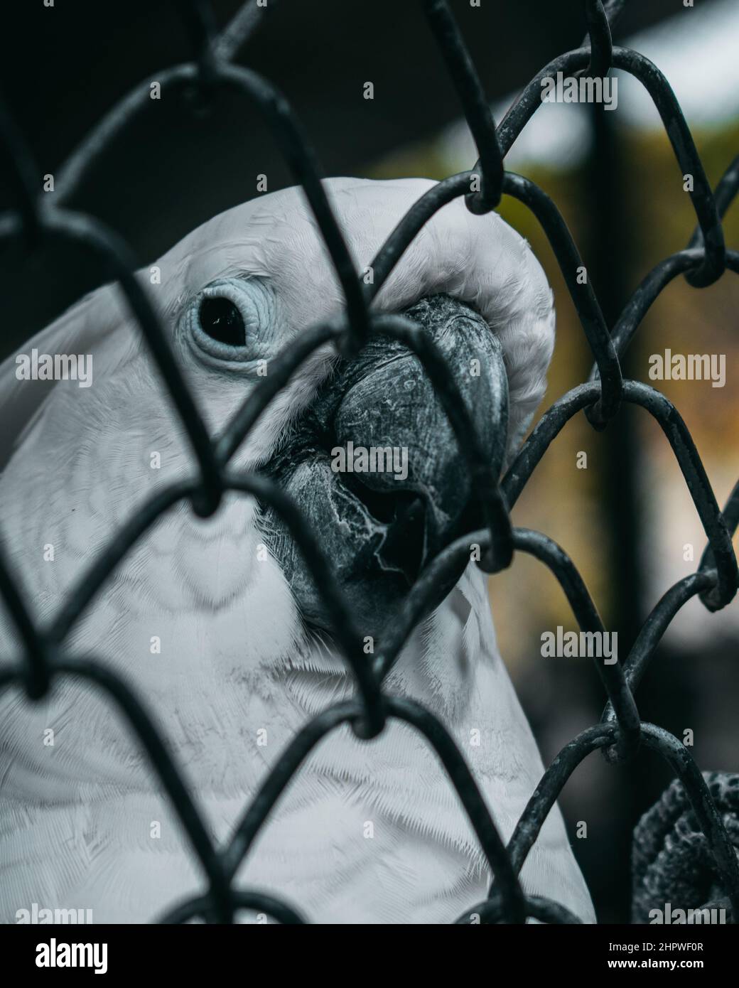 Foto verticale di un cockatoo bianco poggiato dietro un recinto di maglia di catena Foto Stock