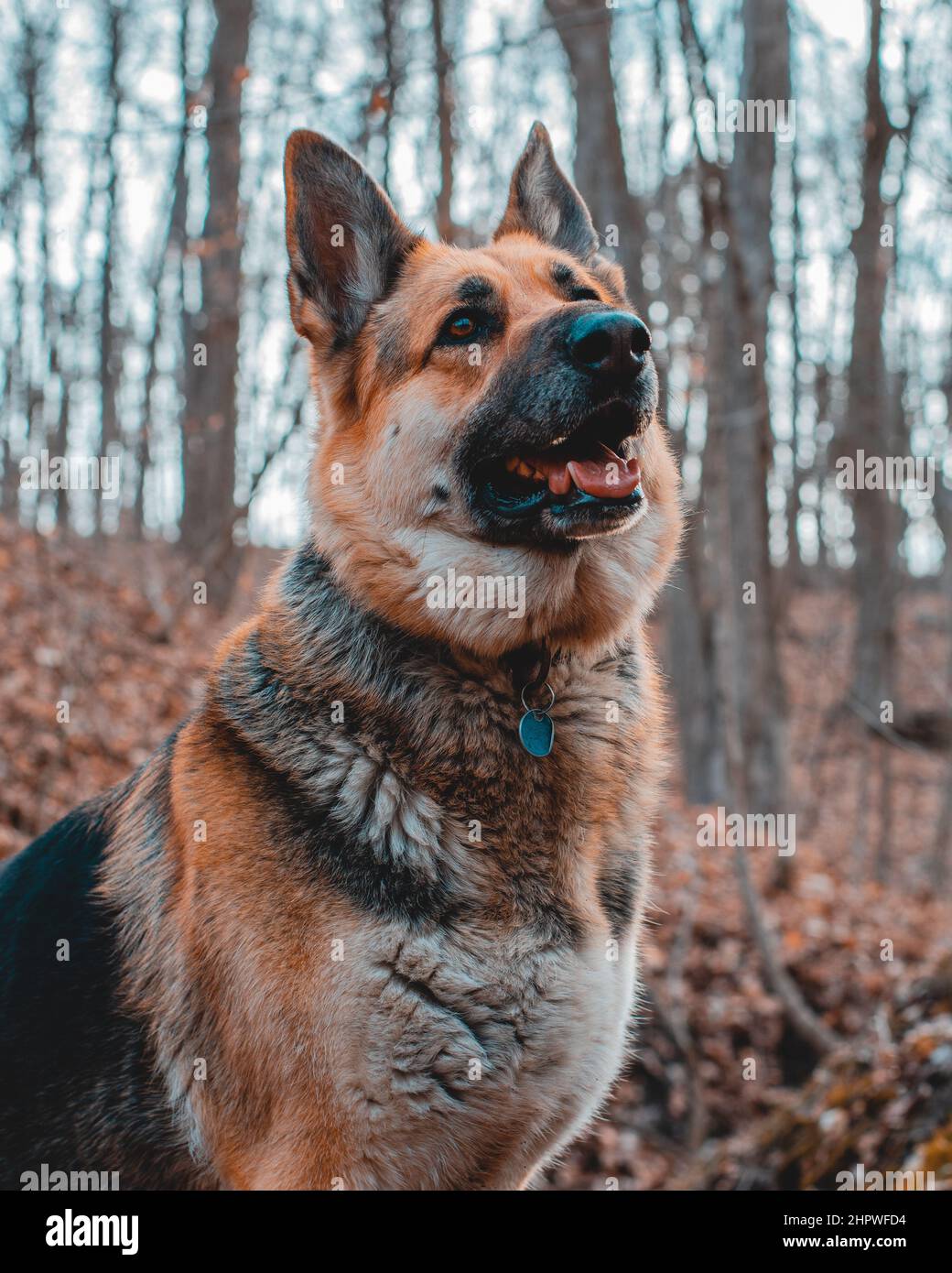 Foto verticale di un cane pastore tedesco che cammina attraverso una zona boschiva Foto Stock