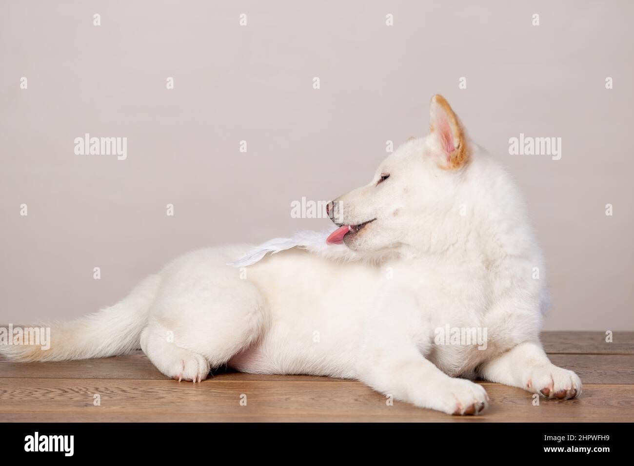 bianco natale di capodanno shiba inu shikoku hokkaido cane Foto Stock