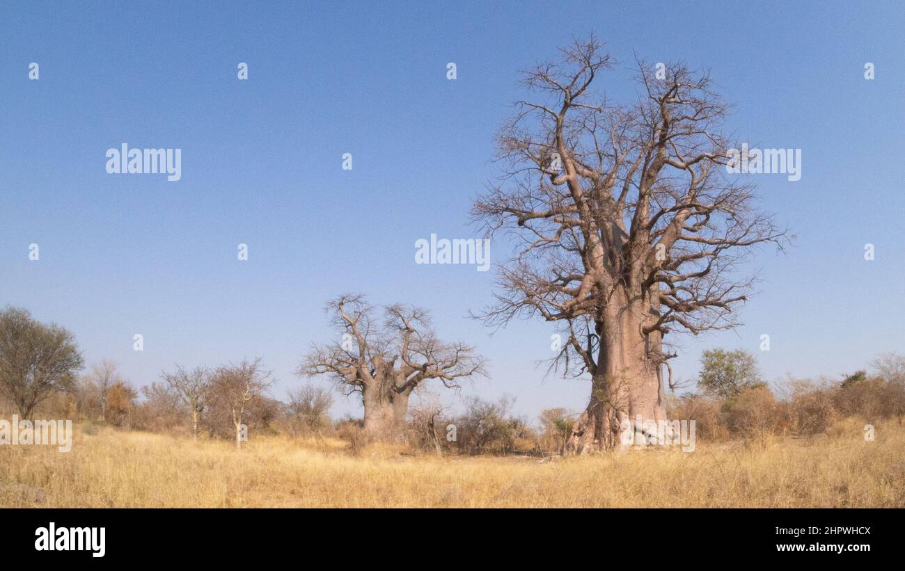 Due enormi alberi di baobab che si ergono nel loro habitat naturale in Namibia, Africa Foto Stock