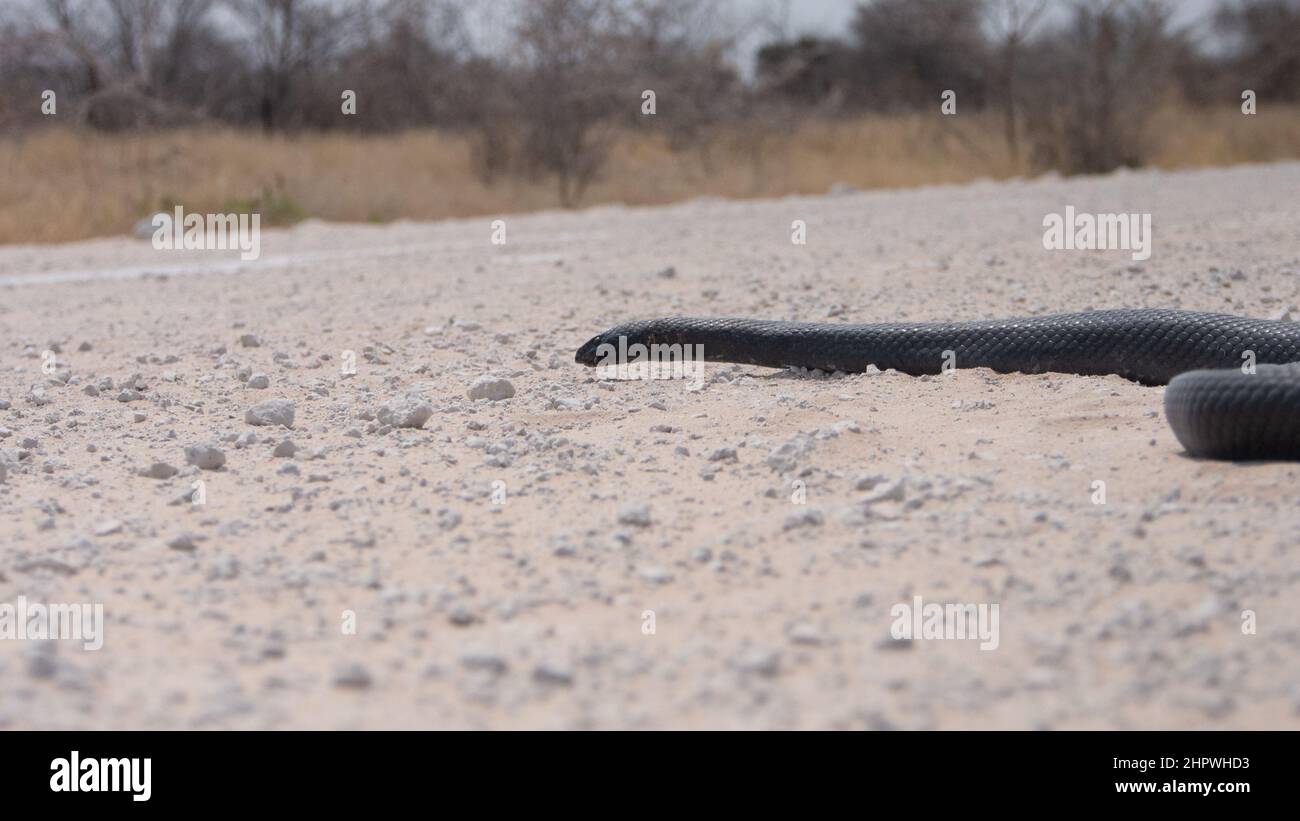 Un mamba nero morto - Dendroaspis polilepis - su una strada di sabbia bianca. Il serpente non ha lesioni visibili e sembra ancora vivo. Il serpente ha grande diam Foto Stock