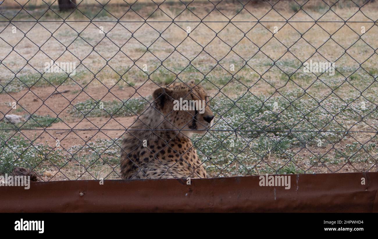 Un ghepardo - acinonyx jubatus - sdraiato dietro una recinzione in una grande gabbia, allevato in cattività Foto Stock