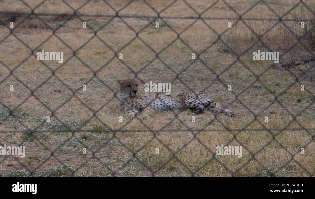 Un ghepardo - acinonyx jubatus - sdraiato dietro una recinzione in una grande gabbia, allevato in cattività Foto Stock