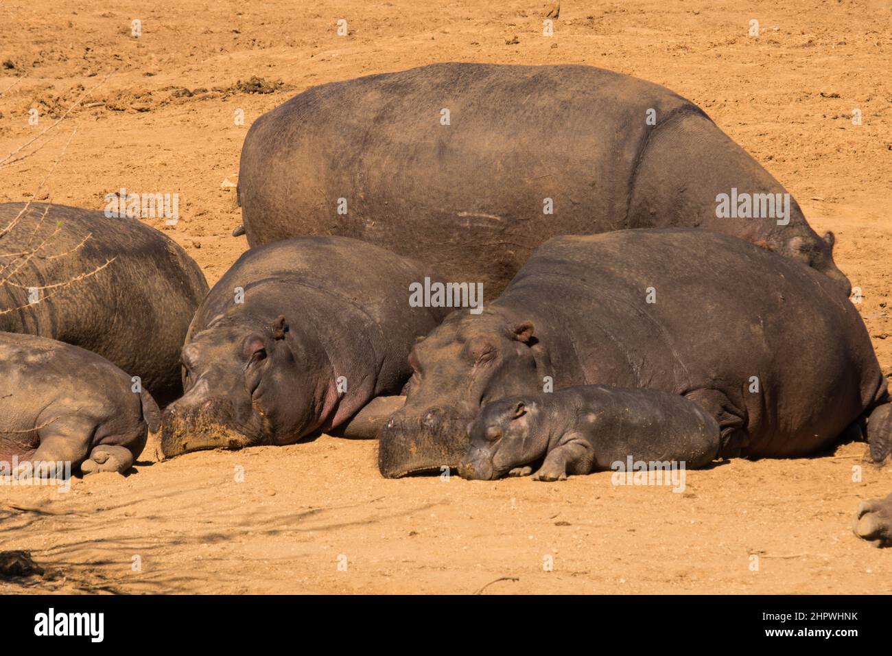 gruppo di ippopotamo. (Hippopotamus anfibio) che riposa sulle banche Foto Stock