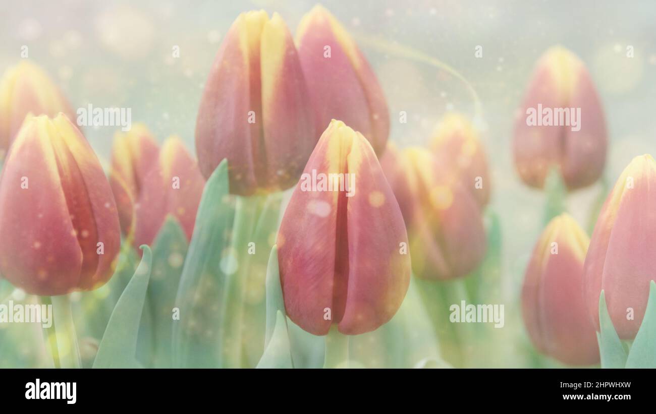 Sfondo floreale con tulipani rossi. Germogli tulipani in primo piano. Fiori rossi. Sfocatura della messa a fuoco selettiva morbida. Foto Stock