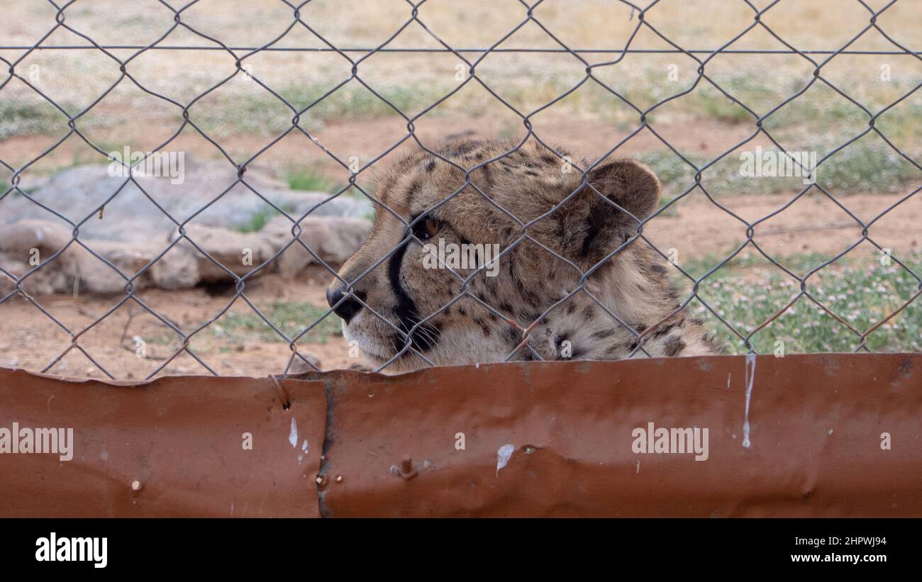 Primo piano di un ghepardo - acinonyx jubatus - giacente dietro una recinzione in una grande gabbia, allevato in cattività Foto Stock