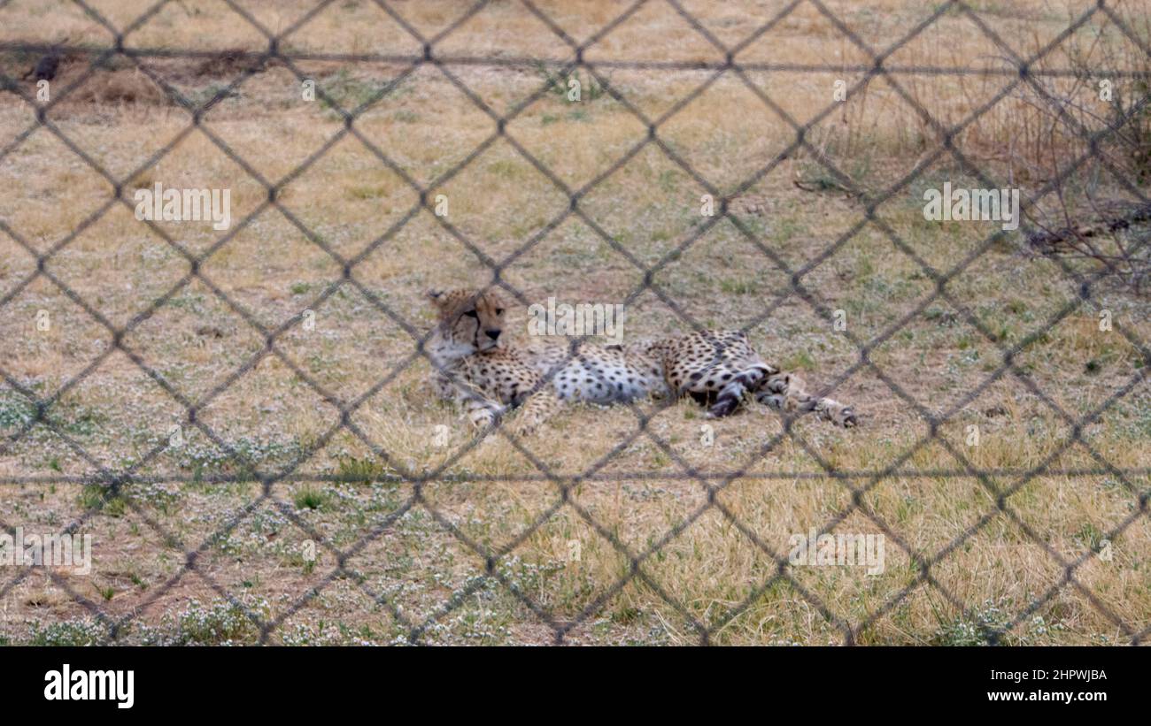 Un ghepardo - acinonyx jubatus - sdraiato dietro una recinzione in una grande gabbia, allevato in cattività Foto Stock