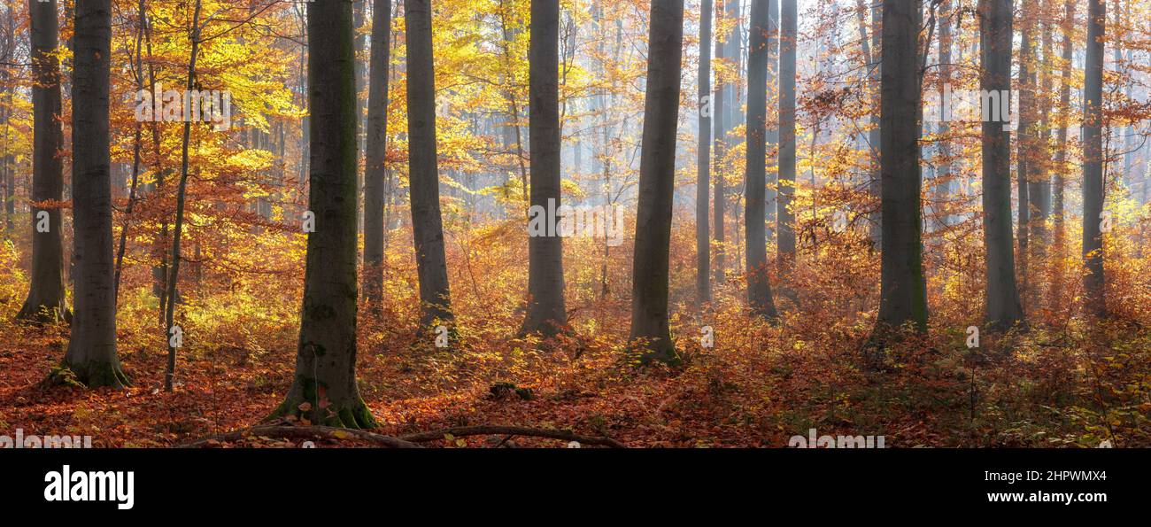 Panorama, soleggiato bosco di faggio in autunno, sole che splende dalla nebbia mattutina, catena montuosa di Finne, Burgenlandkreis, Sassonia-Anhalt, Germania Foto Stock