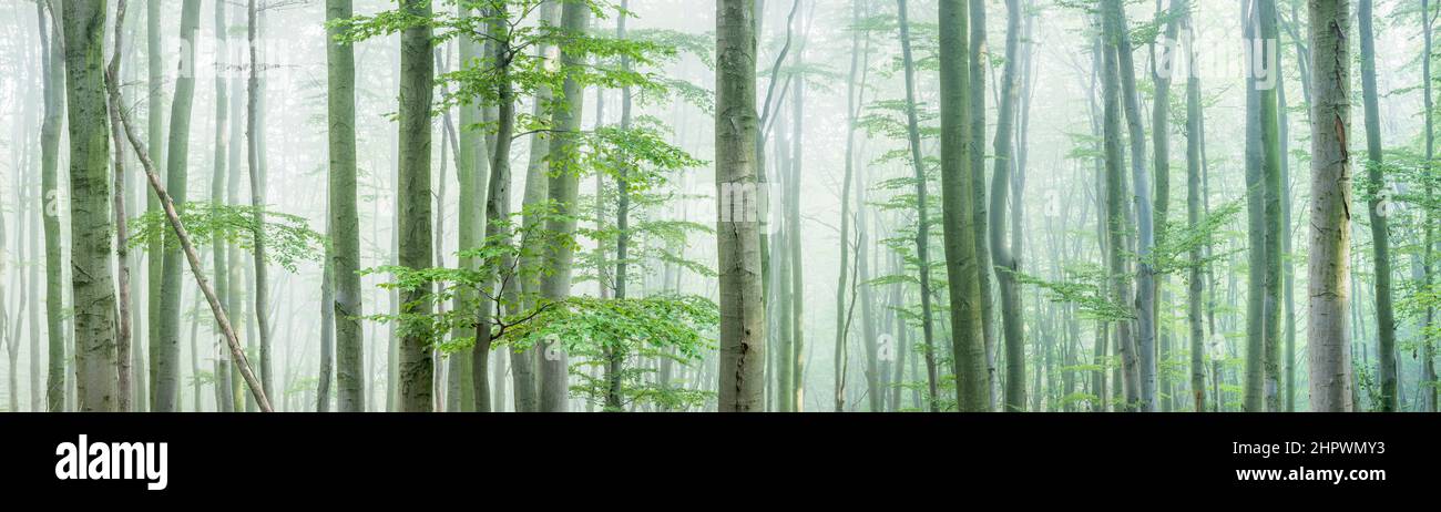 Panorama, foresta di faggi naturali, nebbia fitta, catena montuosa Hohe Schrecke, Turingia, Germania Foto Stock