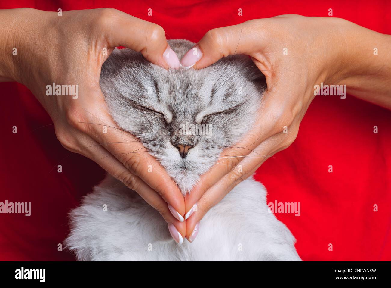 Donna con gatto carino che fa una forma di cuore con le sue mani. Amore per gli animali. Animali domestici e amore umano Foto Stock