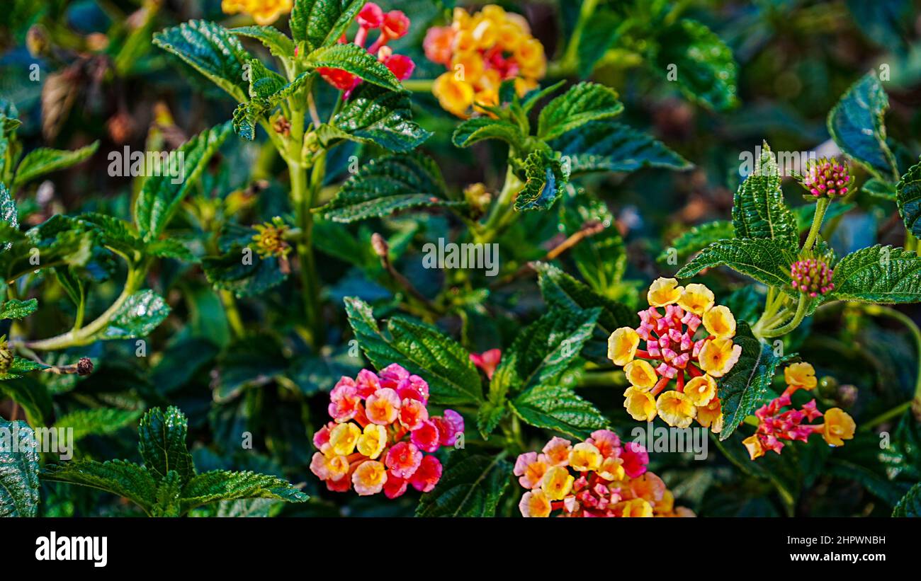 Lantanas prospera e scoppiò di colore dopo una pioggia pomeridiana nel deserto di sonora Foto Stock