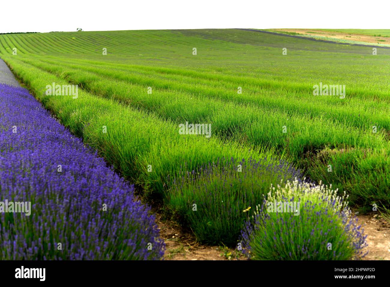 Lavanda (Lavandula sp.), campo di lavanda, fioritura, Inghilterra, Gran Bretagna Foto Stock