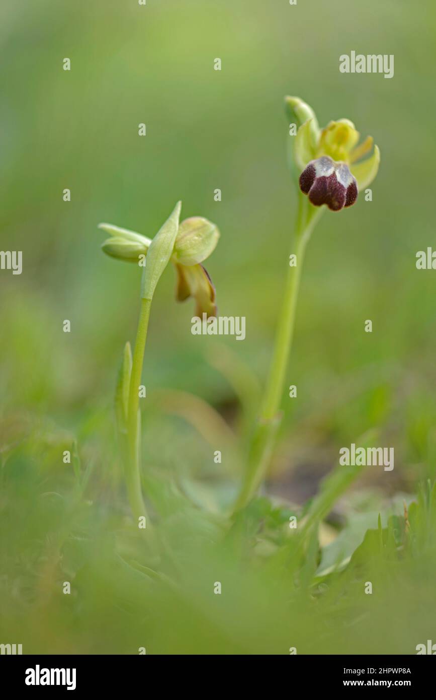 ophrys giallo (Ophrys lutea), Sicilia, Italia Foto Stock