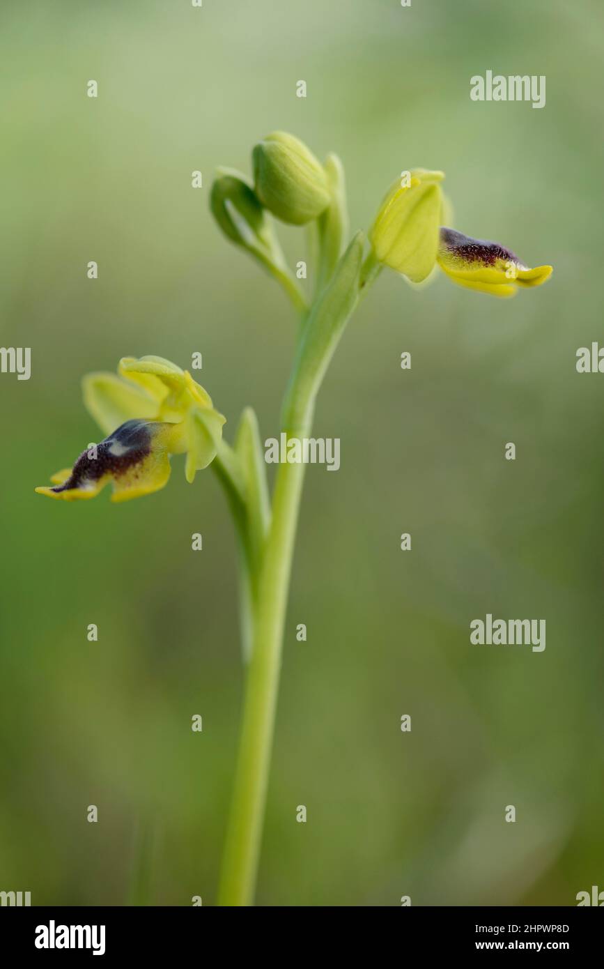 ophrys giallo (Ophrys lutea), Sicilia, Italia Foto Stock