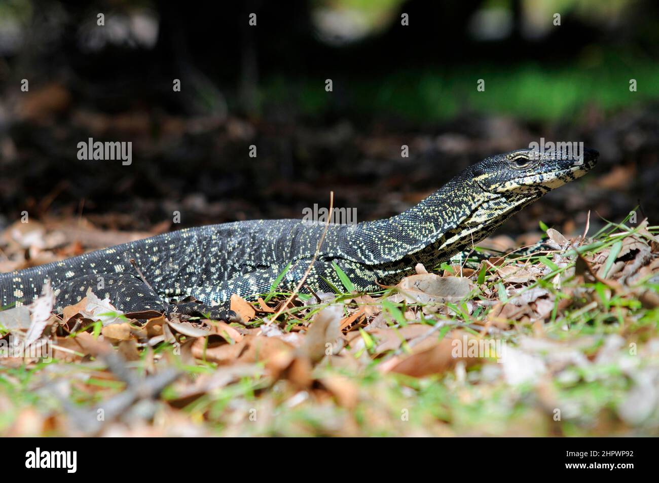 Il monitor di Gould (Varanus gouldi), Isola di Fraser, Australia Foto Stock