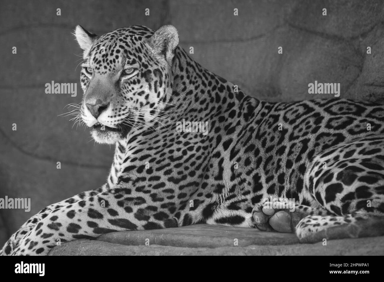 Una splendida Jaguar attende pazientemente all'ombra per la sua prossima alimentazione Foto Stock