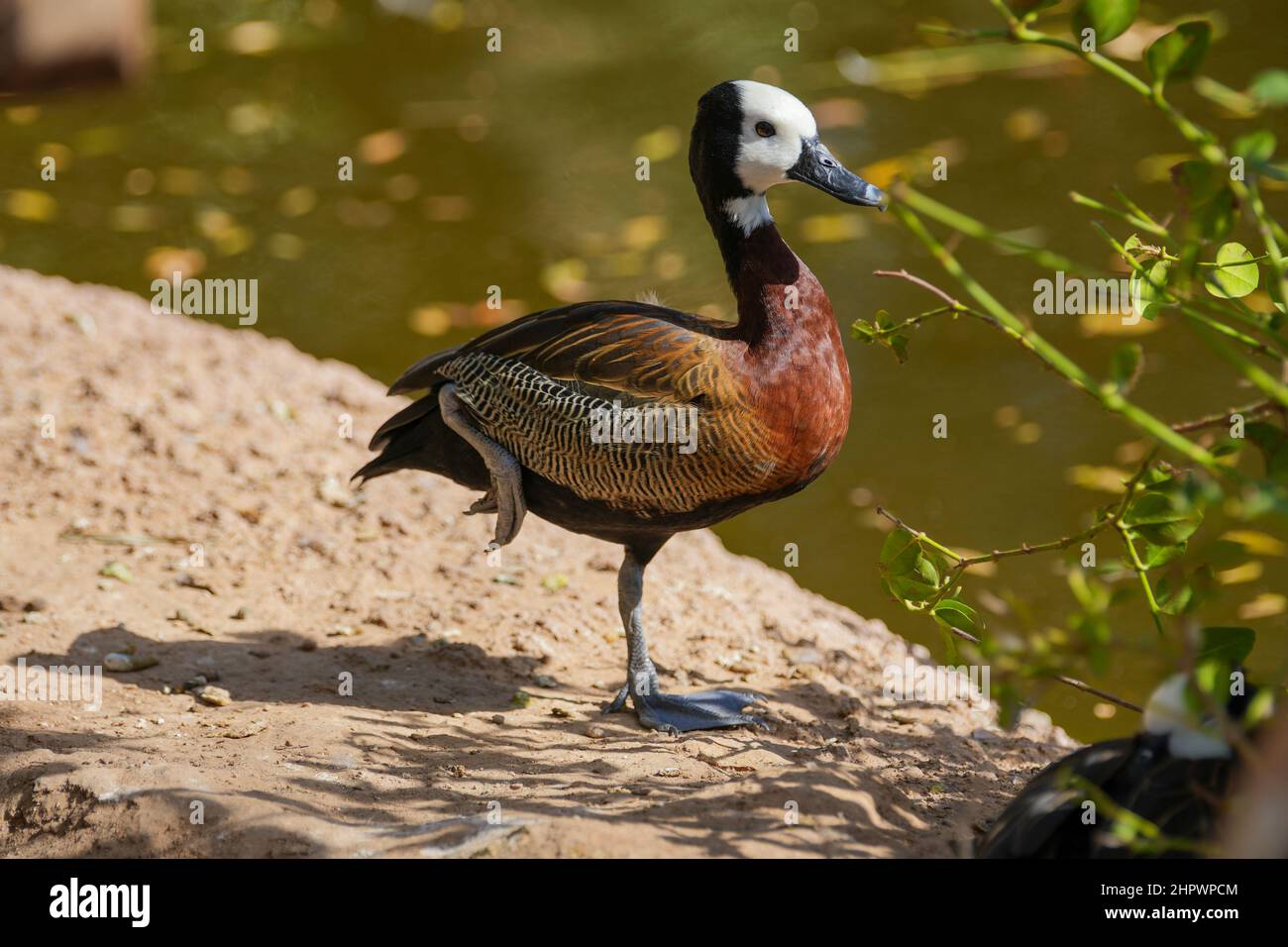 Una bella anatra si erge su una gamba accanto ad un piccolo stagno Foto Stock