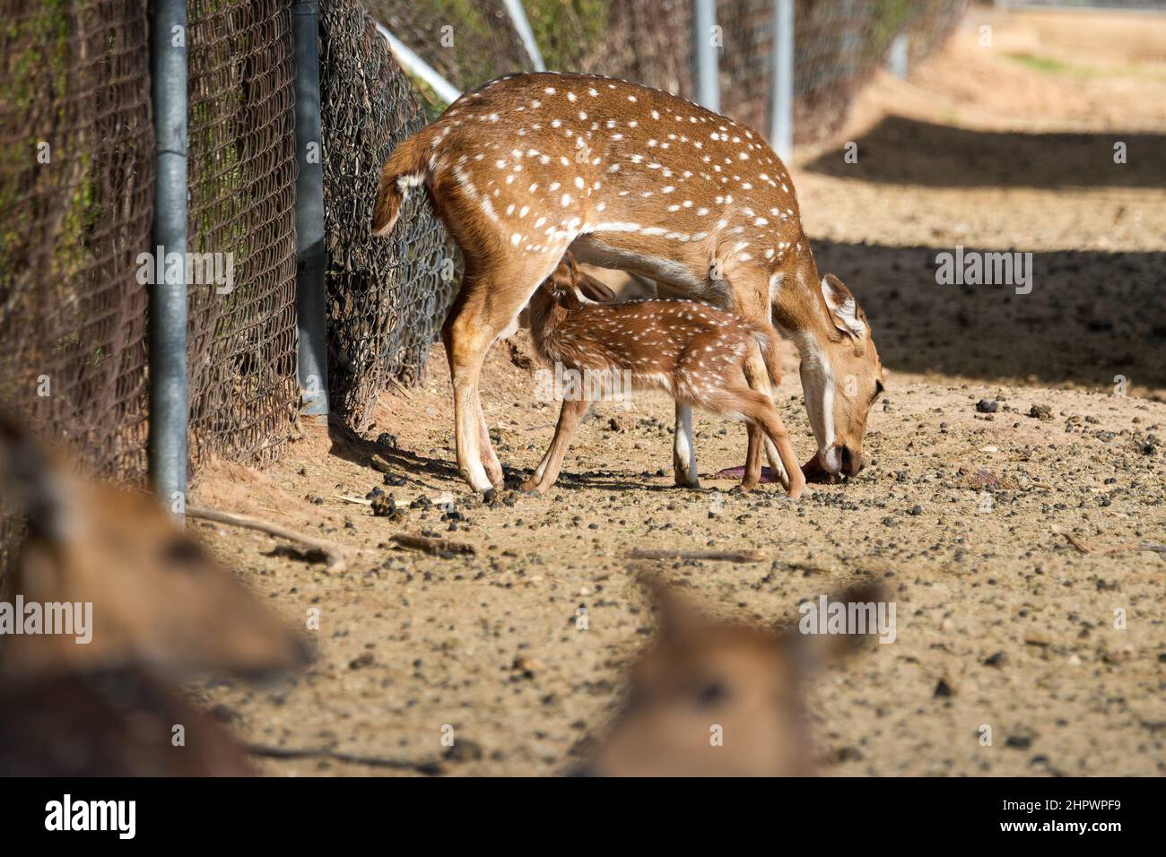 Un cervo asse a soli due ore di età infermieri da sua madre in un parco zoologico Foto Stock
