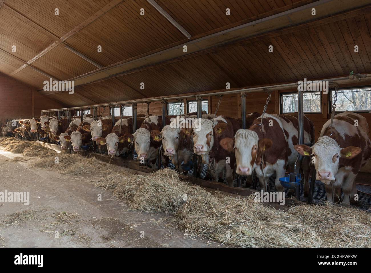 Vacche da latte al tavolo da mangiare fieno in un capannone di vacca, Franconia, Baviera, Germania Foto Stock