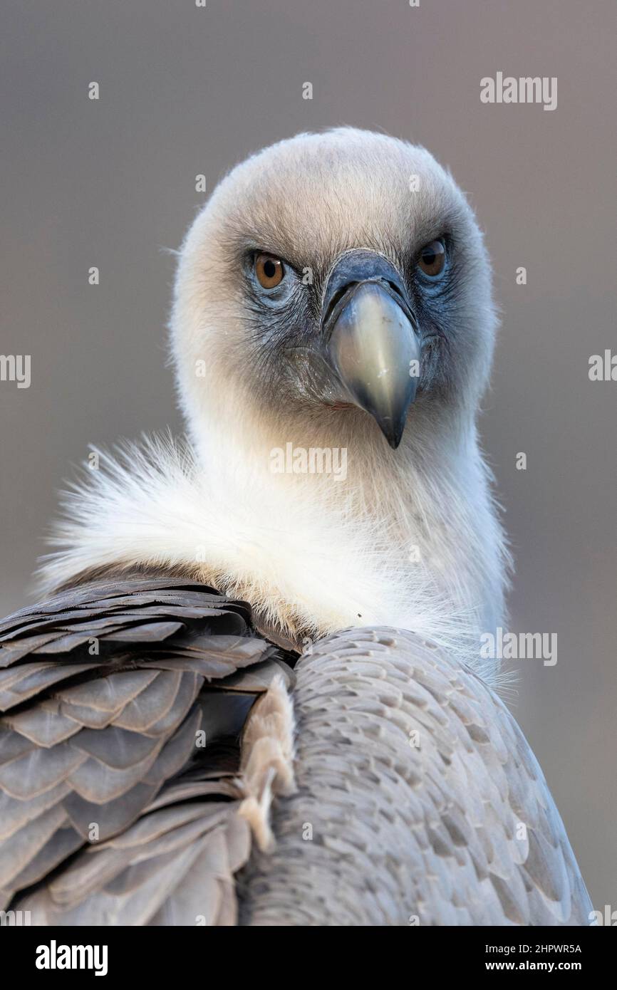 Griffon Vulture (Gyps fulvus), ritratto, Waldeck, Assia, Germania Foto Stock