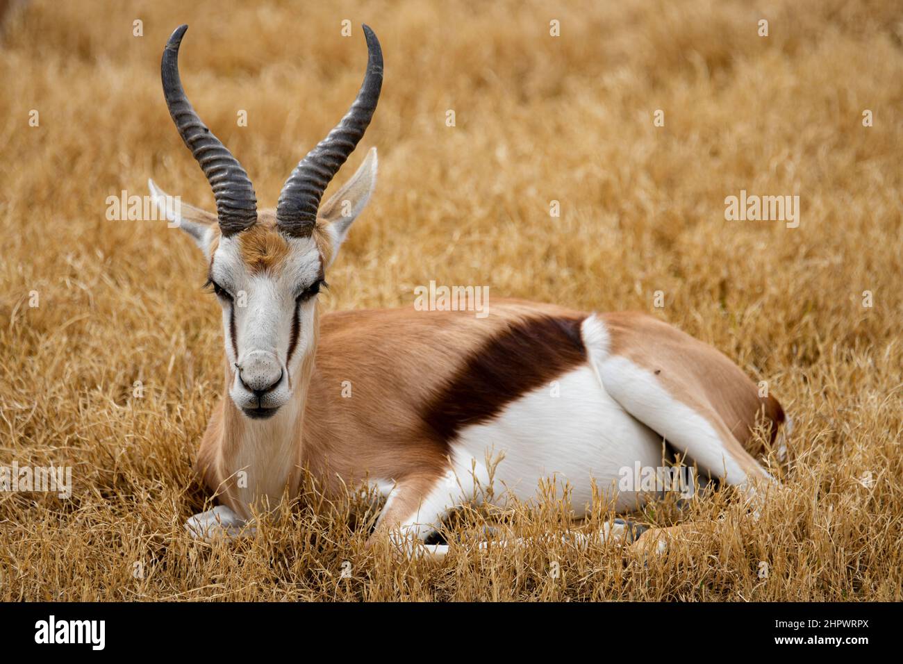 Una Gazelle di Thomson riposa in un campo erboso Foto Stock