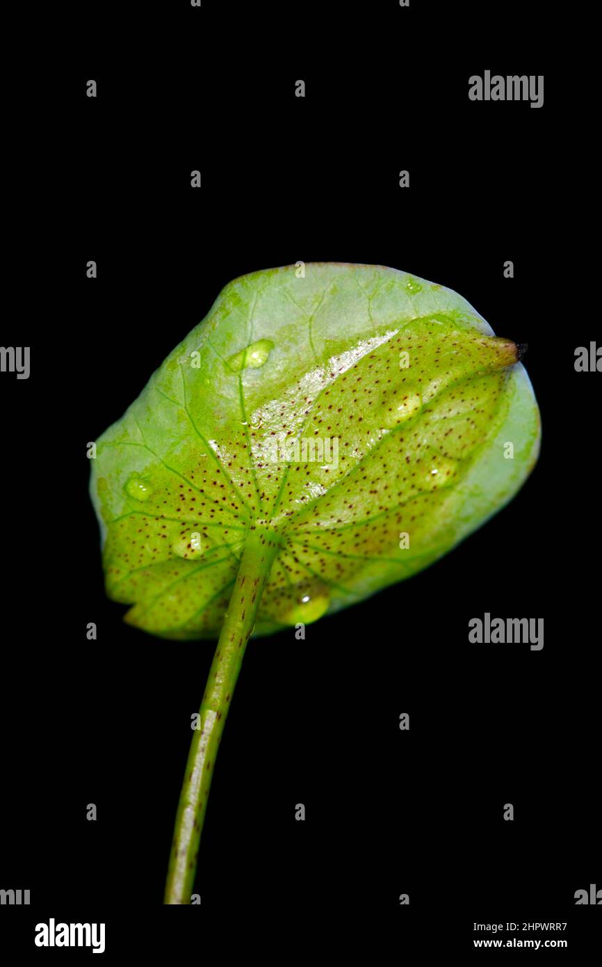 Una foglia di loto indiano (Nelumbo) con diverse gocce d'acqua, fotografia studio con sfondo nero Foto Stock