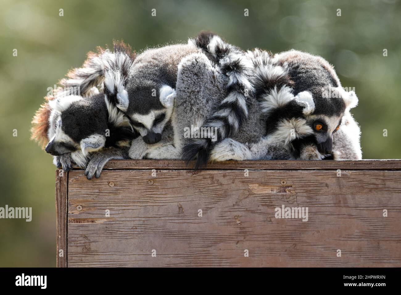 Ringtail lemurs coccole per un pisolino pomeridiano in una fresca giornata invernale Foto Stock