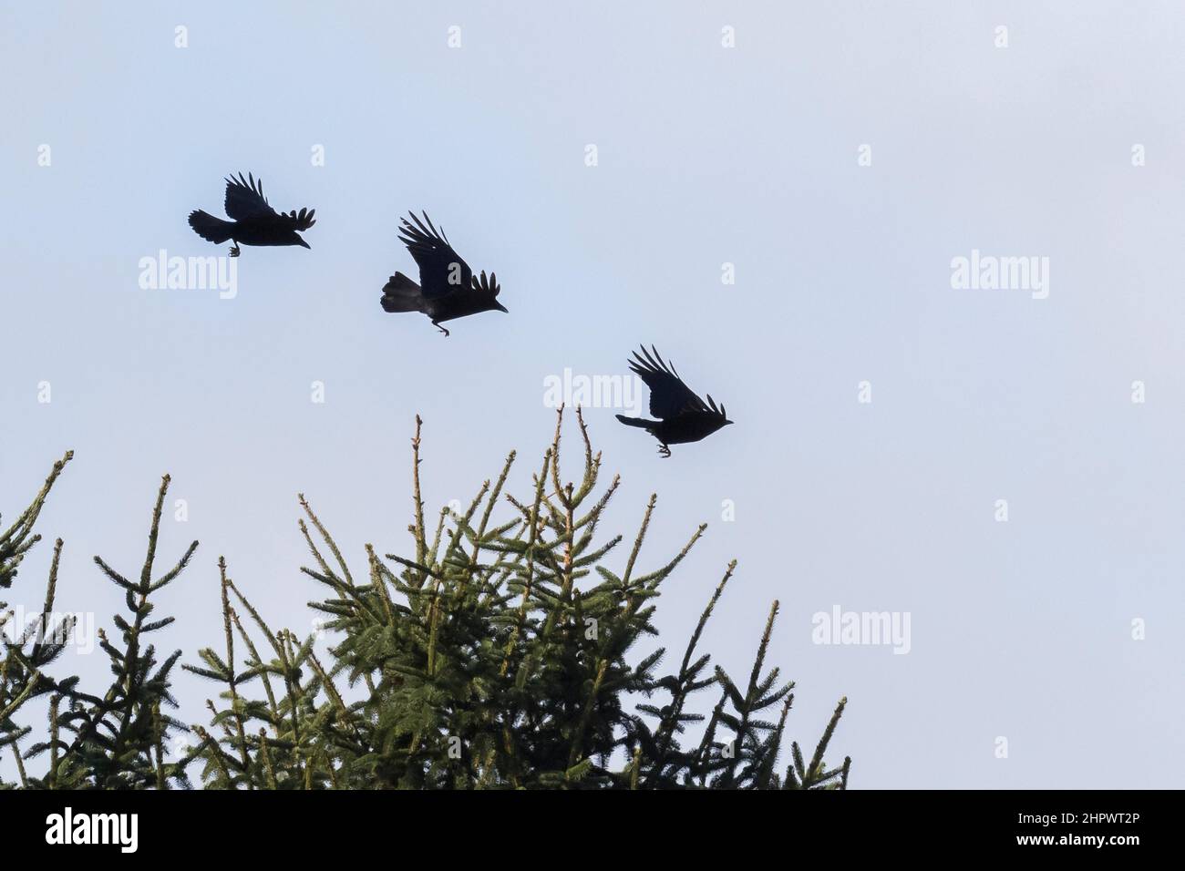 Tre corvi neri (Corvus corone) in volo, Assia, Germania Foto Stock