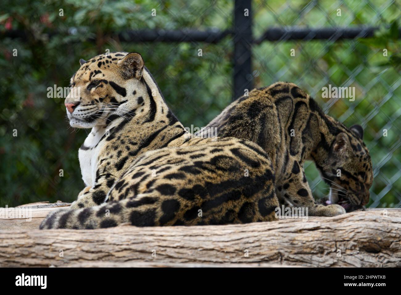 Uno dei gatti selvatici più belli e intriganti del pianeta, il leopardo nuvoloso è ipnotizzante Foto Stock